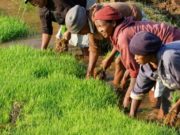 100 millions de dollars pour financer l’agriculture en Afrique
