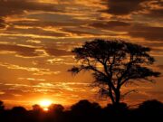 Un projet de restauration des paysages forestiers