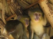 Environnement : Près de 1000 nouvelles epèces découvertes dans le Bassin du Congo