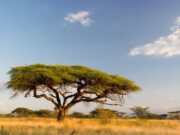 Quand le Congo-Kinshasa s’éveillera …