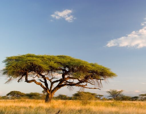 Quand le Congo-Kinshasa s’éveillera …