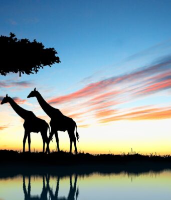 Les principaux pays investissant en Afrique en 2026